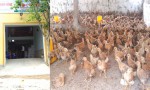 HTX Chăn nuôi tổng hợp sạch Nam Hồng Quảng: Địa chỉ tin cậy của khách hàng